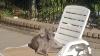 Cali in Sun